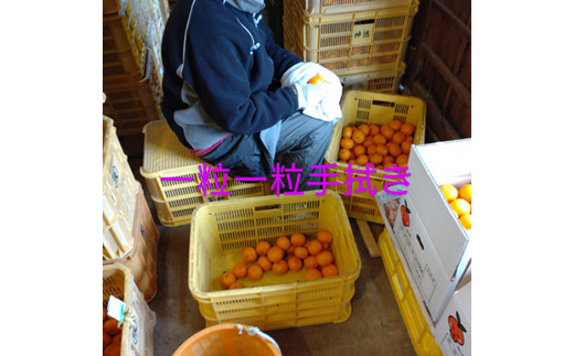 隠れ名産地　和泉みかん温州早生(小玉中玉大玉サイズミックス)　5kg