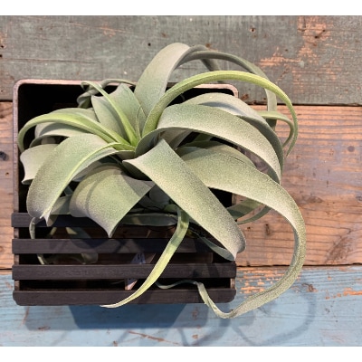 COBA(73)アイアン花器　ロビン150角