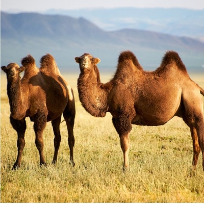 【シングルサイズ】厳しい自然が生んだ暖かさ　キャメル100%(毛羽部分)毛布　CA-20S　BE