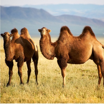 【セミダブル】洗える贅沢キャメルファー敷毛布　120×205cm　ベージュ　CH-120