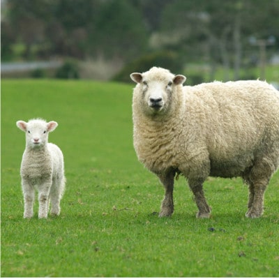 【シングル】暖かメリノウール100%(毛羽部分)毛布 140×200cm ブラウン1枚 WOOL-1