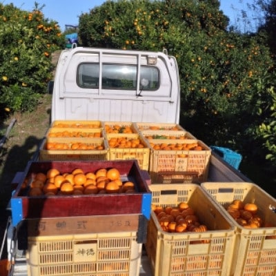 隠れ名産地　蔵出し熟成和泉みかん(中玉・大玉サイズミックス)10kg