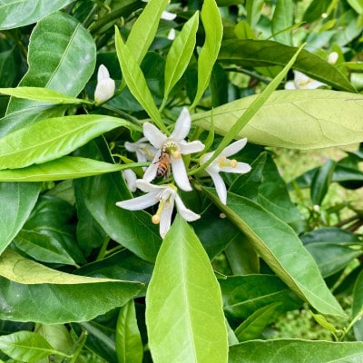 大阪府和泉市　キレのある温州みかんジュース(100%ストレート)　500ml×1本　贈答品