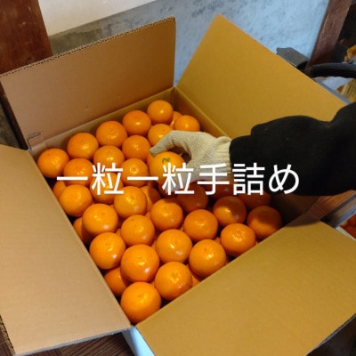 隠れ名産地　和泉みかん温州早生(小玉中玉大玉サイズミックス)　10kg