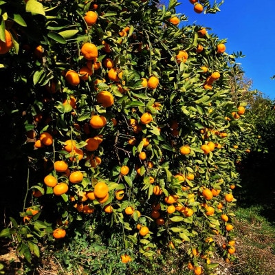 【2026年2月～順次発送予定】大阪府和泉市　熟成蔵出し青島みかん2.7kg(箱込3kg)サイズ混合
