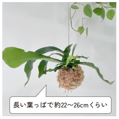 苔玉 コウモリラン/ビカクシダ おしゃれなグリーンインテリア 癒しの植物