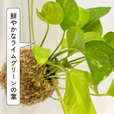 ポトスライムの苔玉 おしゃれなインテリア 300g