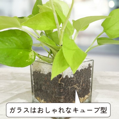 ハイドロカルチャー 観葉植物 ポトス ライム 土を使わない おしゃれなインテリアグリーン