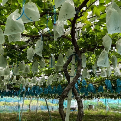 【先行受付】シャインマスカット1房+黒ぶどう1房　合計1.2Kg以上【配送不可地域：離島】