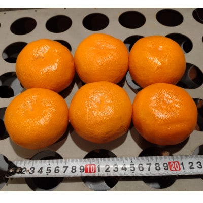 蔵出し熟成和泉みかん扁平大玉LL-3Lサイズ10kg