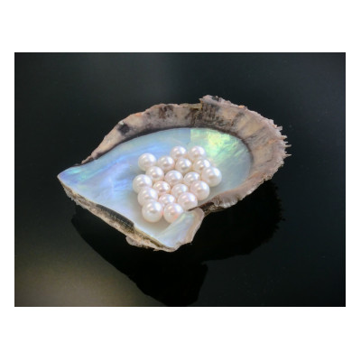 あこや真珠のピアス風イヤリング(金属アレルギー対応)【配送不可地域：沖縄県】