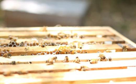 【1種】 いずみつ(百花密) 440g