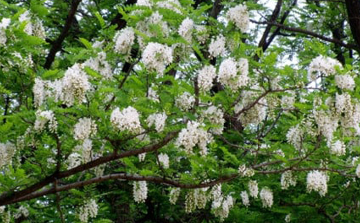 【1種】 いずみつアカシア 440g