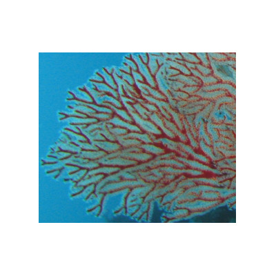 珊瑚のイヤリング(8ミリ玉)【配送不可地域：沖縄県】