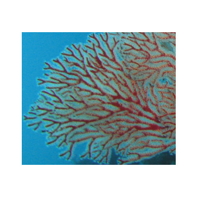 珊瑚のピアス(10ミリ玉)【配送不可地域：沖縄県】