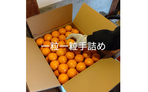 隠れ名産地　和泉みかん温州早生(小玉中玉大玉サイズミックス)　5kg