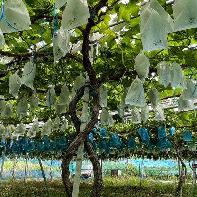 【先行受付】シャインマスカット1房+黒ぶどう1房　合計1Kg以上【配送不可地域：離島】