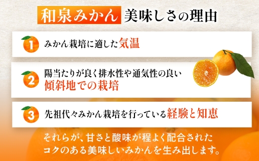 隠れ名産地　蔵出し熟成和泉みかん(中玉・大玉サイズミックス)5kg