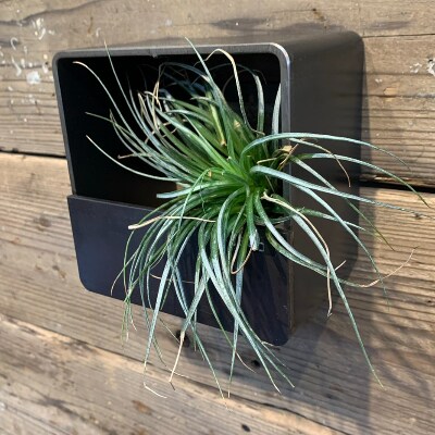 COBA(74)アイアン花器(鉄仮面200角)