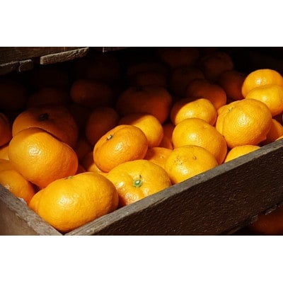 【2026年2月～順次発送予定】大阪府和泉市　熟成蔵出し青島みかん4.5kg(箱込5kg)サイズ混合