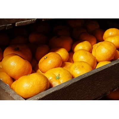 【2026年2月～順次発送予定】大阪府和泉市　熟成蔵出し青島みかん2.7kg(箱込3kg)サイズ混合