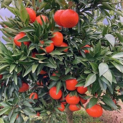 【2026年1月15日～順次発送予定】大阪府和泉市　希少　みはや2.5kg　みかん　サイズ混合