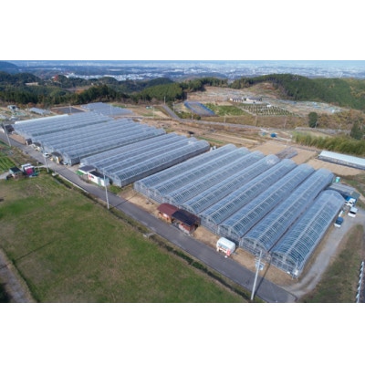 いちご狩りプレオープン期間ペアーチケット