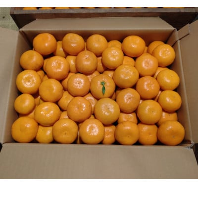 隠れ名産地　蔵出し熟成和泉みかん(厳選小玉SS-3S)5kg