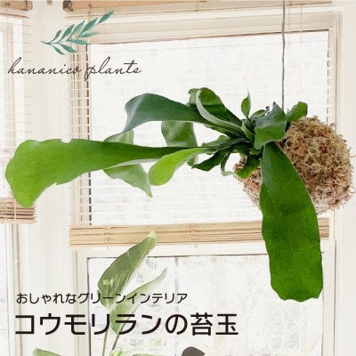 苔玉 コウモリラン/ビカクシダ おしゃれなグリーンインテリア 癒しの植物