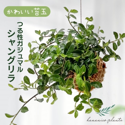 シャングリラ つる性ガジュマル 苔玉 幸福を呼ぶ 観葉植物　2026年3月中旬から発送　