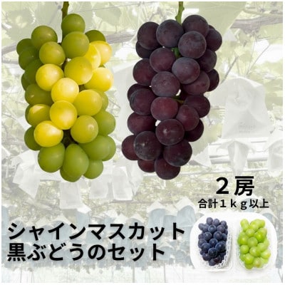 【先行受付】シャインマスカット1房+黒ぶどう1房　合計1Kg以上【配送不可地域：離島】