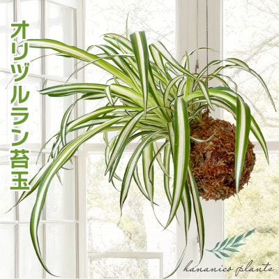 オリヅルラン苔玉  観葉植物 可愛い吊り下げインテリア