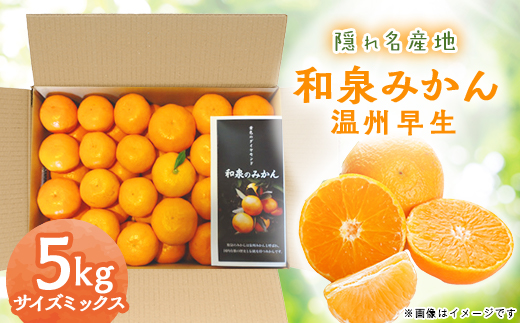 隠れ名産地　和泉みかん温州早生(小玉中玉大玉サイズミックス)　5kg