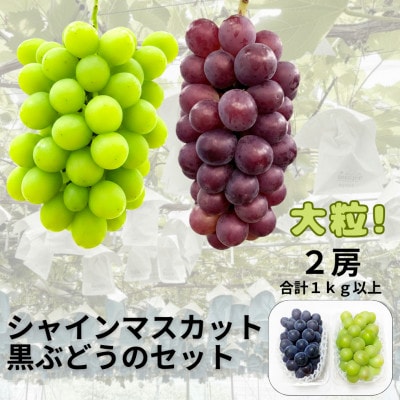 【先行受付】シャインマスカット1房+黒ぶどう1房　合計1Kg以上【配送不可地域：離島】