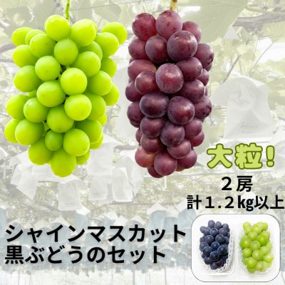 【先行受付】シャインマスカット1房+黒ぶどう1房　合計1.2Kg以上【配送不可地域：離島】