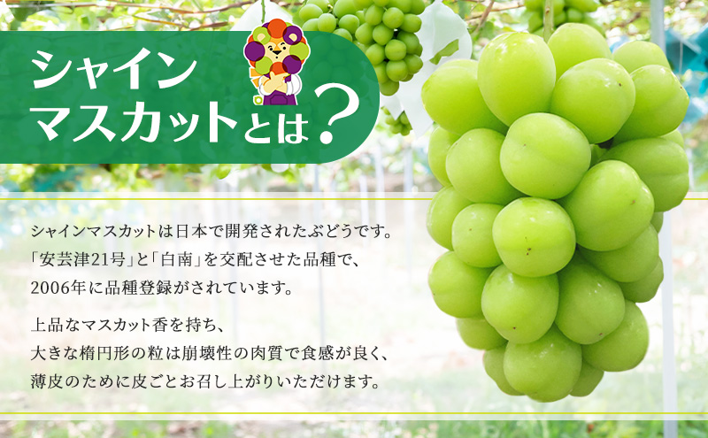 【2025年発送 先行予約】読売テレビ・毎日放送も取材に!数量限定シャインマスカット 2kg｜ 産地直送 大粒 完熟 特選 期間限定 ぶどう フルーツ 果物 ギフト 先行予約 種なし 旬 家庭用 プレゼント 柏原市