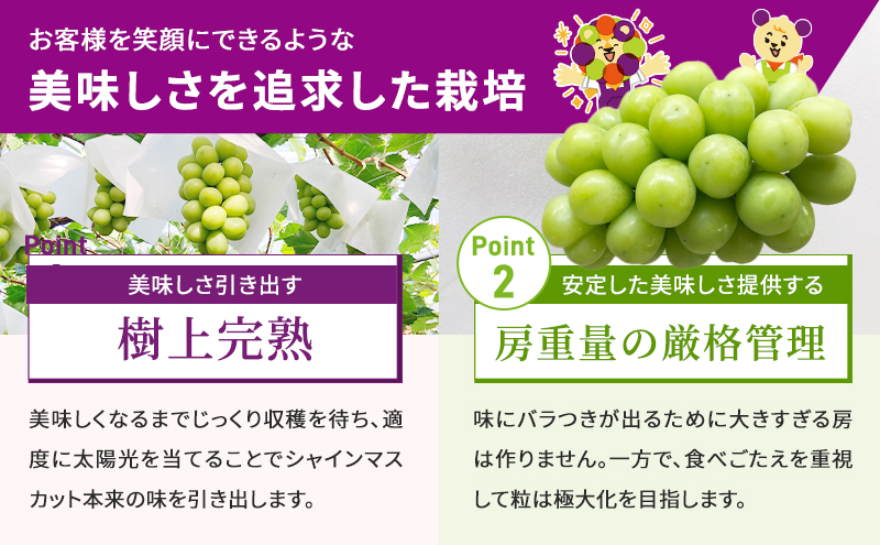 【2025年発送 先行予約】読売テレビ・毎日放送も取材に!数量限定シャインマスカット 2kg｜ 産地直送 大粒 完熟 特選 期間限定 ぶどう フルーツ 果物 ギフト 先行予約 種なし 旬 家庭用 プレゼント 柏原市