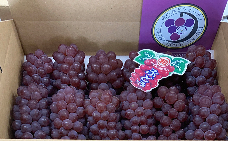 《令和7年度産先行予約》柏原市産デラウェア１箱(約1.5kg)[令和7年7月上旬～下旬発送] 乾のぶどうガーデン柏原ぶどう