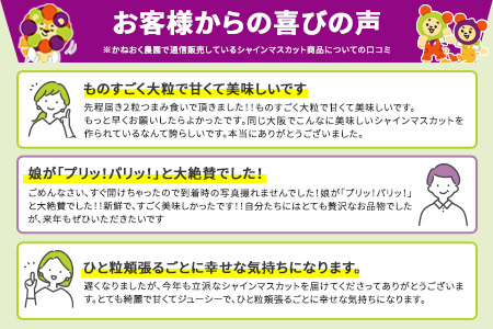 【2025年発送 先行予約】読売テレビ・毎日放送も取材に!数量限定シャインマスカット 2kg｜ 産地直送 大粒 完熟 特選 期間限定 ぶどう フルーツ 果物 ギフト 先行予約 種なし 旬 家庭用 プレゼント 柏原市