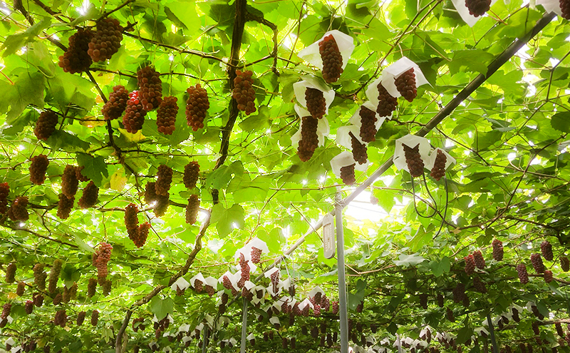 《令和7年度産先行予約》柏原市産デラウェア１箱(約1.5kg)[令和7年7月上旬～下旬発送] 乾のぶどうガーデン柏原ぶどう