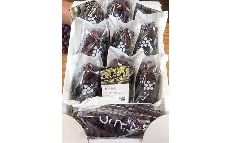 【2025年先行予約】数量限定 デラウェア2kg（10房前後）6月中旬～7月下旬発送｜特選 期間限定 ぶどう 葡萄 フルーツ 果物 くだもの 人気  贈答用 ギフト 先行予約 種なし 旬 新鮮 家庭用 プレゼント 送料無料  贅沢 甘い