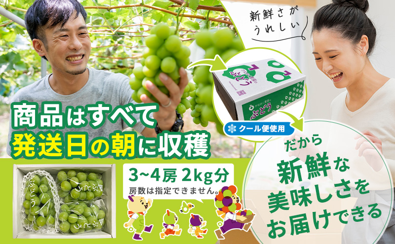 【2025年発送 先行予約】読売テレビ・毎日放送も取材に!数量限定シャインマスカット 2kg｜ 産地直送 大粒 完熟 特選 期間限定 ぶどう フルーツ 果物 ギフト 先行予約 種なし 旬 家庭用 プレゼント 柏原市