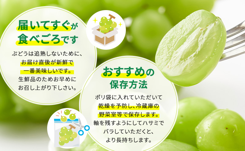 【2025年発送 先行予約】読売テレビ・毎日放送も取材に!数量限定シャインマスカット 1.3kg｜産地直送 大粒 完熟 期間限定 ぶどう フルーツ 果物 先行予約 種なし 旬 家庭用 プレゼント 柏原市