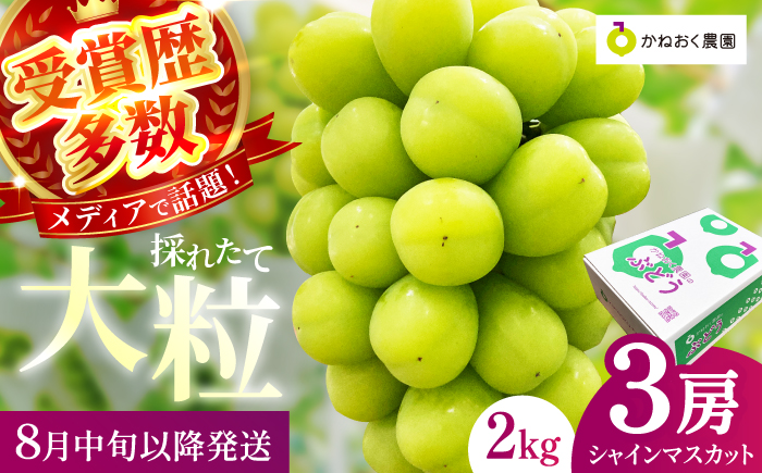 【2025年発送 先行予約】読売テレビ・毎日放送も取材に!数量限定シャインマスカット 2kg｜ 産地直送 大粒 完熟 特選 期間限定 ぶどう フルーツ 果物 ギフト 先行予約 種なし 旬 家庭用 プレゼント 柏原市