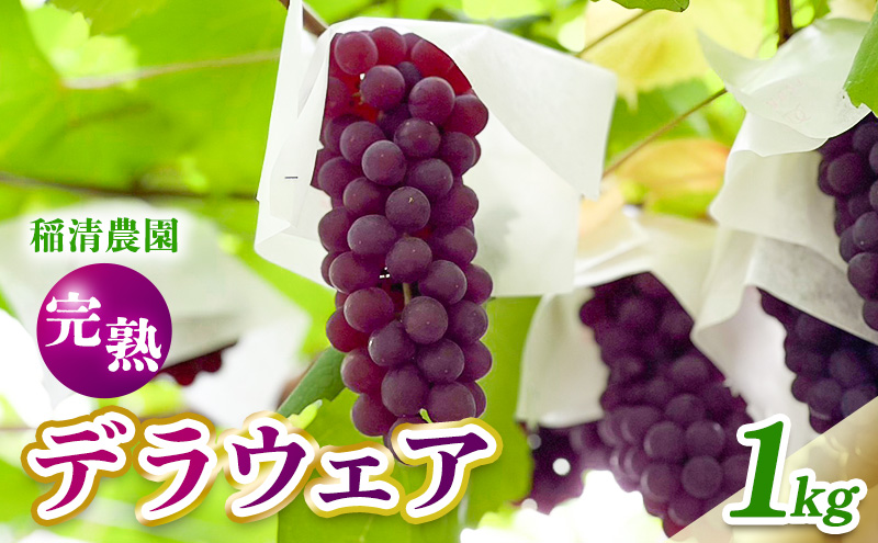 【2025年先行予約】数量限定 デラウェア1kg（5房前後）6月中旬～7月下旬発送｜特選 期間限定 ぶどう 葡萄 フルーツ 果物 くだもの 人気  贈答用 ギフト 先行予約 種なし 旬 新鮮 家庭用 プレゼント 送料無料  贅沢 甘い