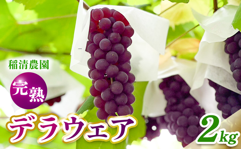 【2025年先行予約】数量限定 デラウェア2kg（10房前後）6月中旬～7月下旬発送｜特選 期間限定 ぶどう 葡萄 フルーツ 果物 くだもの 人気  贈答用 ギフト 先行予約 種なし 旬 新鮮 家庭用 プレゼント 送料無料  贅沢 甘い