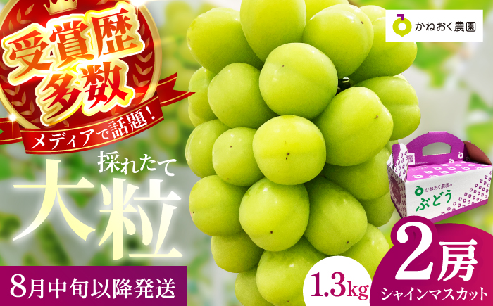 【2025年発送 先行予約】読売テレビ・毎日放送も取材に!数量限定シャインマスカット 1.3kg｜産地直送 大粒 完熟 期間限定 ぶどう フルーツ 果物 先行予約 種なし 旬 家庭用 プレゼント 柏原市