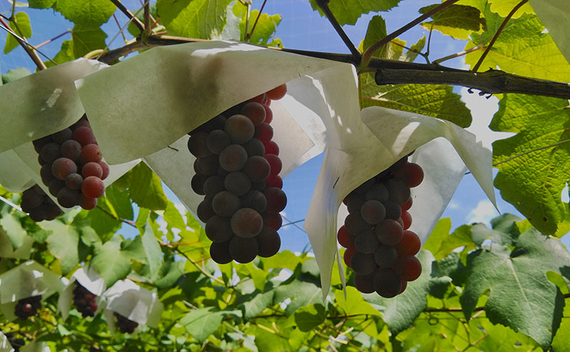 M・A・I・D・O（ま・い・ど） 大阪産デラウェア 辛口（2024）GWSAA受賞