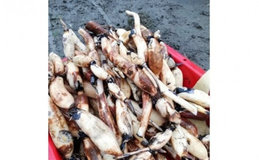 門真れんこん『れんちゃん』2.0kg【門真れんこん　れんこん　もっちりとした食感　河内レンコン　幻のレンコン　甘みが強い 鉄分を多く含む粘土質の土壌 大阪府 門真市 】