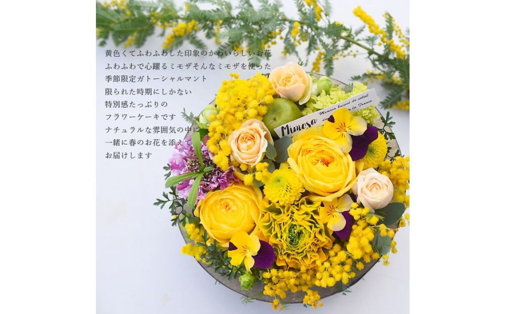 季節限定ガトーシャルマント「ミモザケーキ」 期間限定ミモザケーキ アレンジ サプライズ 誕生日 成人式 卒業祝い 初節句 ひな祭り バレンタイン お返し 「ガトーシャルマント」プレゼント フラワーケーキ アレンジ 送料無料 ケーキBOX入り 生花 フラワー ギフト 記念日 結婚 マカロン
